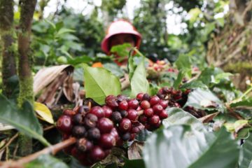 Rasa Tersembunyi di Balik Kopi